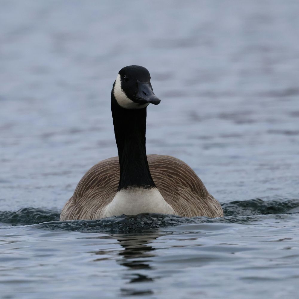ăn uống tại canada