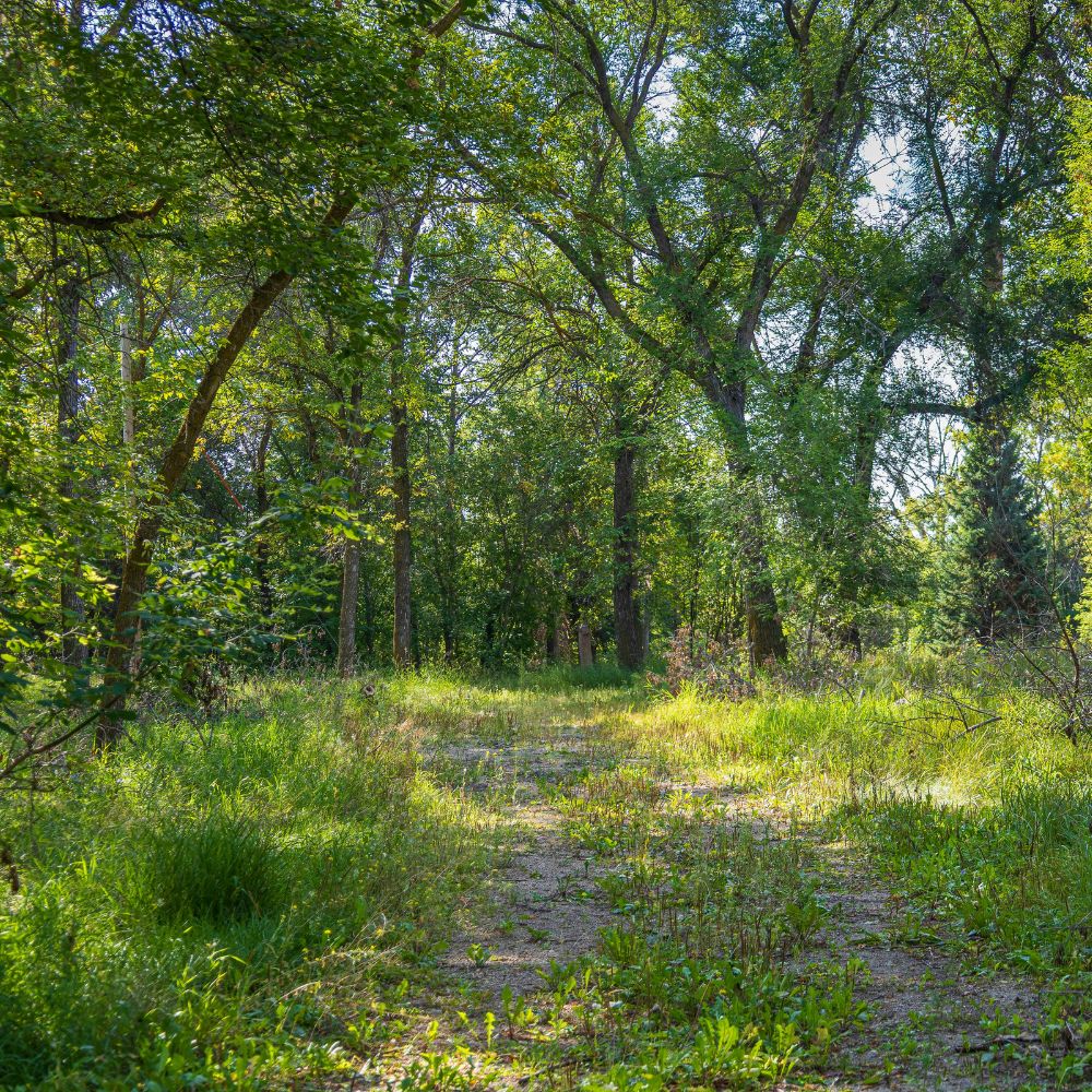 SINP có tính điểm không
