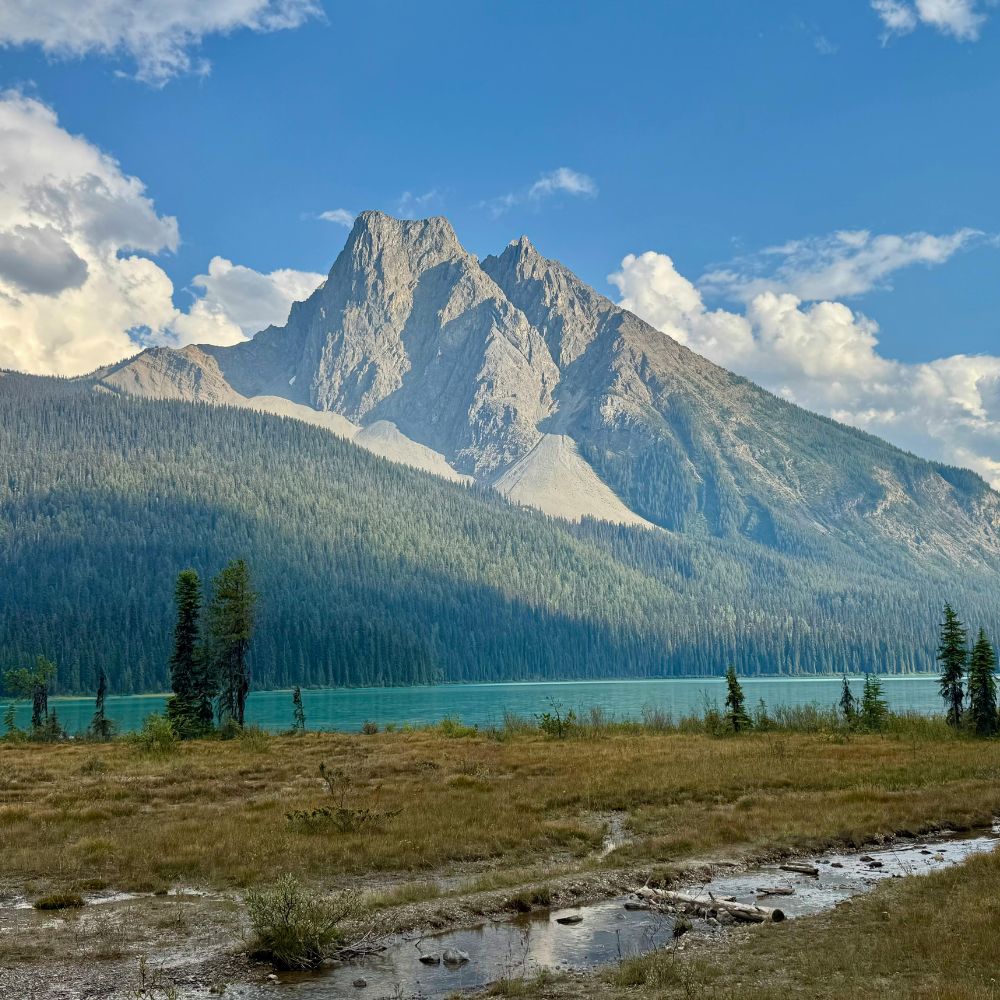 job offer LMIA JAL thật hay giả