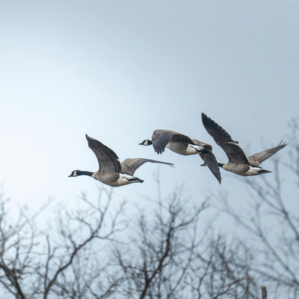 Francophone Mobility Canada