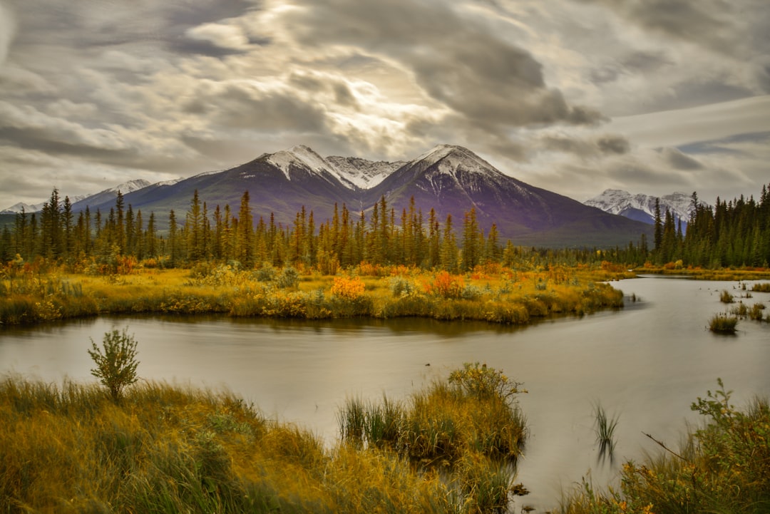 a river running through a lush green forest under a cloudy sky