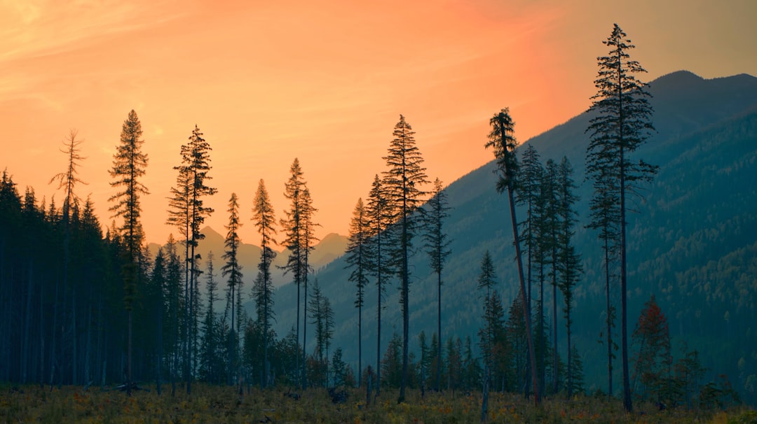 a group of trees in a field with a mountain in the background văn hóa làm việc ở Canada