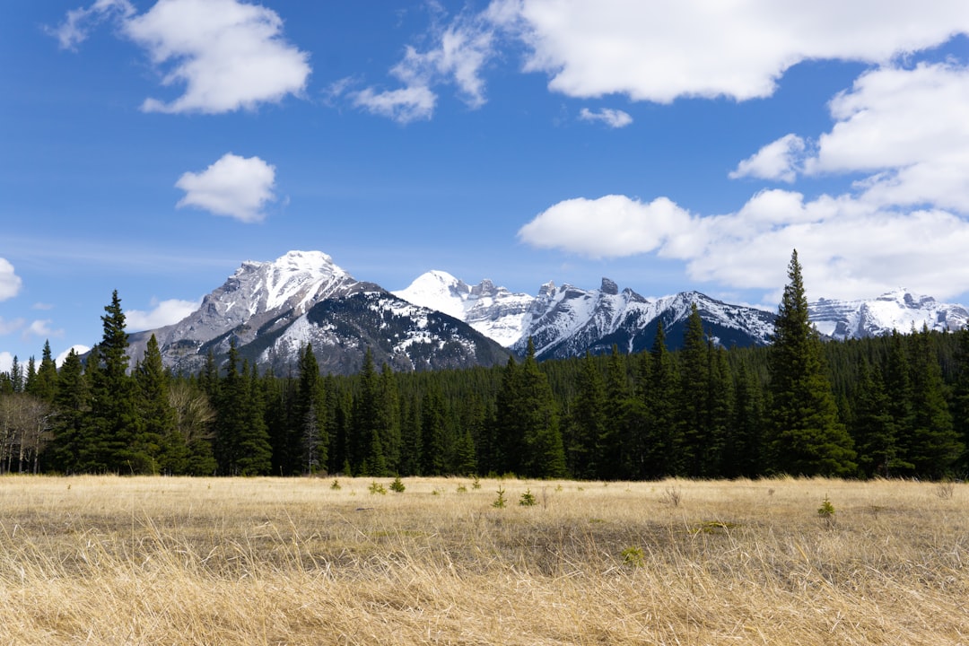 a field with a mountain in the background
