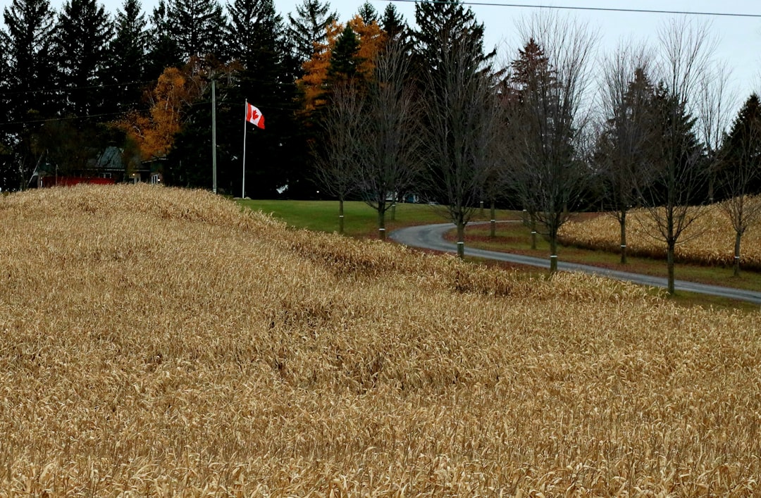 Dry grass field with trees and a winding road
