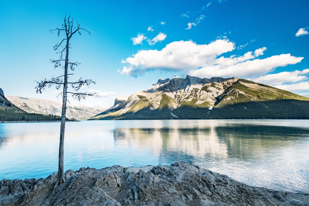 Bare tree by calm lake, mountains, and blue sky.
