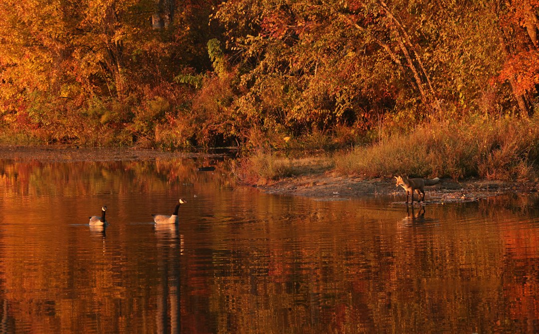 Geese swim on a lake with autumn trees reflected