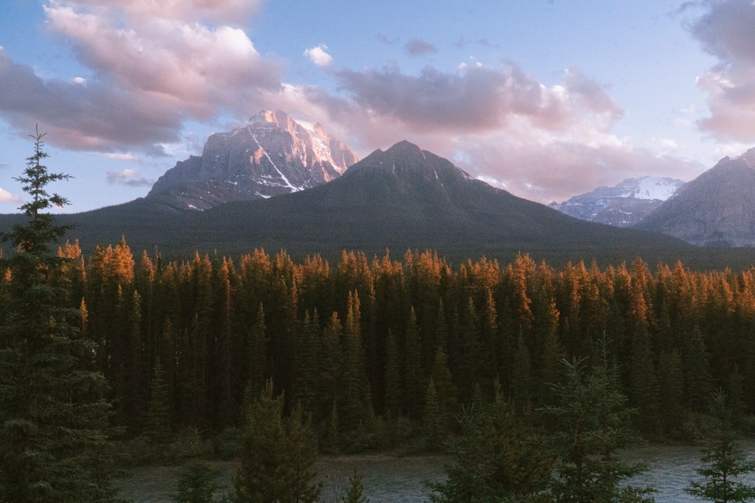 A view of a mountain range with trees in the foreground
