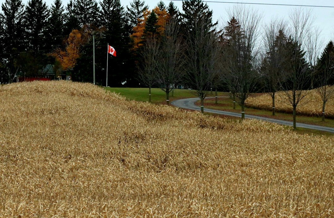 Dry grass field with trees and a winding road
