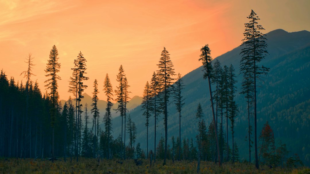 a group of trees in a field with a mountain in the background