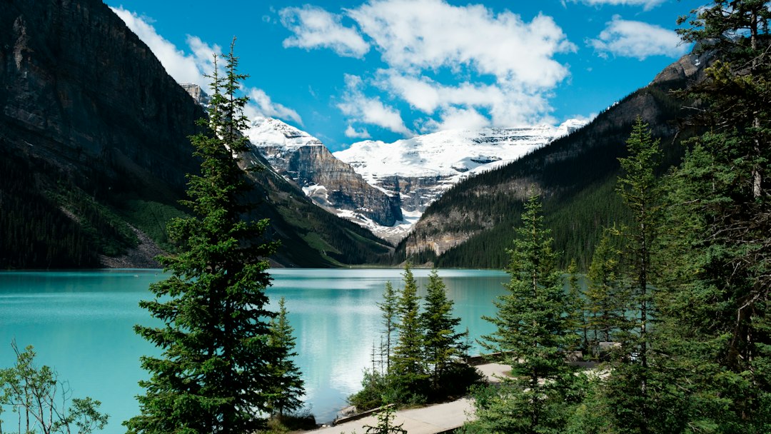 green trees near lake under blue sky during daytime